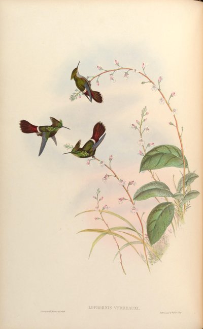 Lophornis verreauxi door John Gould